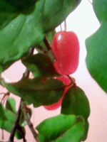 umitabi_110615.jpg