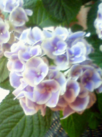 umitabi_110629.jpg