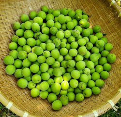 aoki_250822_8.jpg