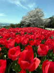kunimoto_210329.jpg
