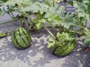 yamamoto_070626.jpg