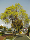 yamamoto_080411_6.jpg