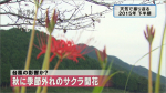 yamamoto_151225_10