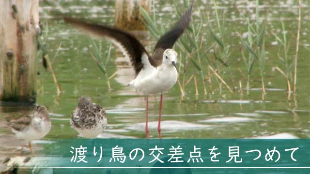 渡り鳥の交差点をみつめて