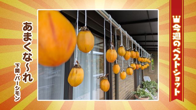 2025年10月27日(月)～10月31日(金)