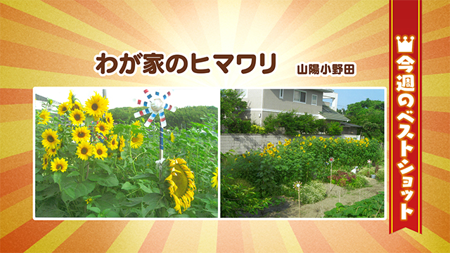 2026年6月1(月)～6月5日(金)
