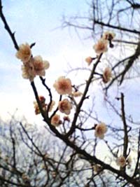 suizu_080311_3.jpg