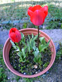 suizu_080411_2.jpg