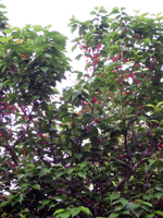 suizu_080509_1.jpg
