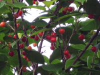 suizu_080509_2.jpg