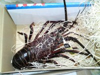 suizu_101224.jpg