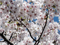 suizu_110408_2.jpg